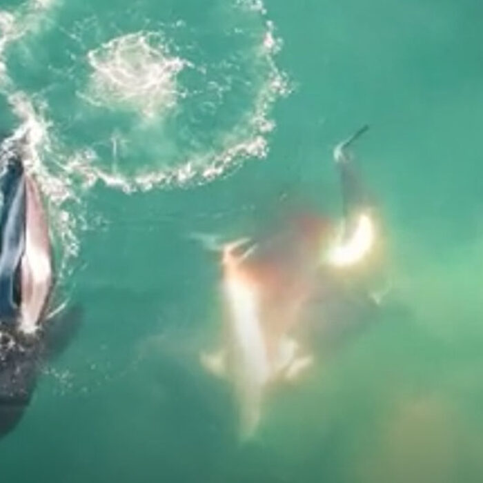 orcas eating great white shark liver