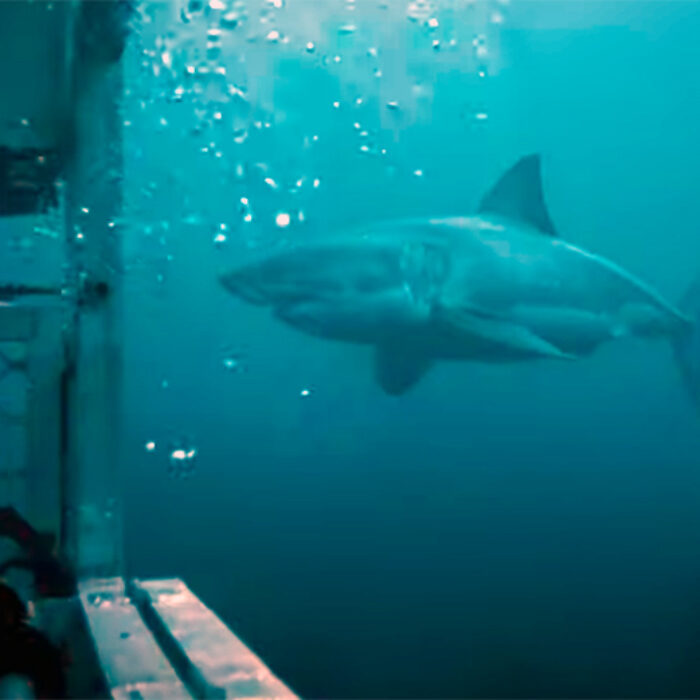 These Divers' Cage Was Knocked Over as Great White Sharks Circled