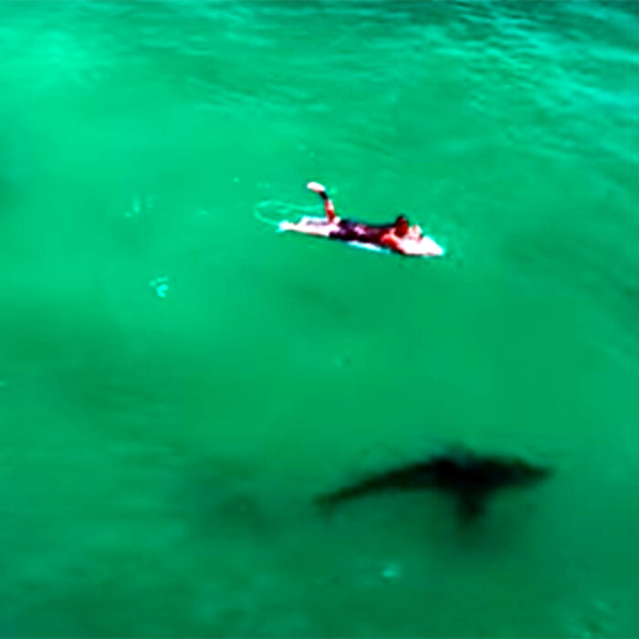 Drone Photographer Explains the Most Unnerving Shark-Surfer Interactions