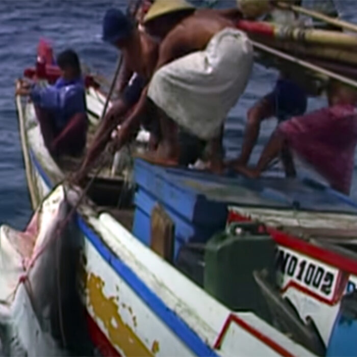 These Indonesian Fishermen Caught an 18-Foot Tiger Shark With Their Bare Hands