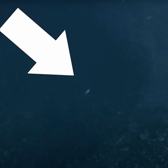 dogtooth tuna spearfishing