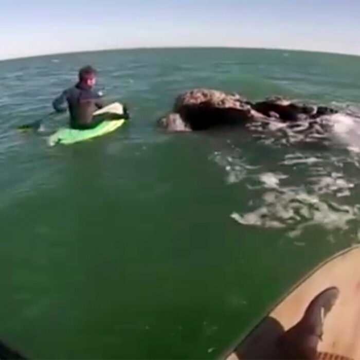 Watch This Whale Knock a Paddler Off His Board