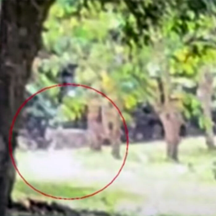 Large Wild Cat Possibly Discovered on Hawaii's Big Island