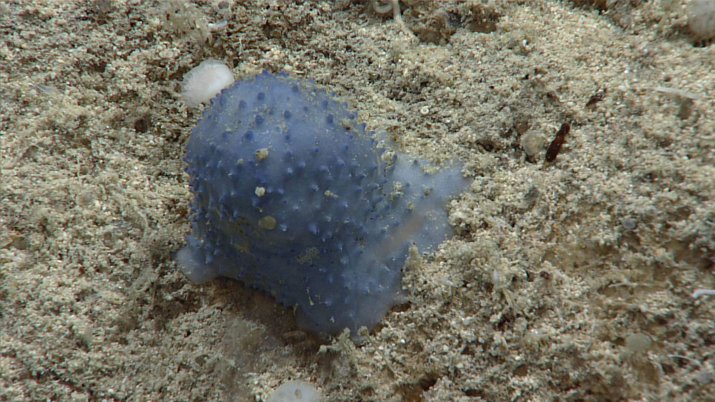 blue goo creature