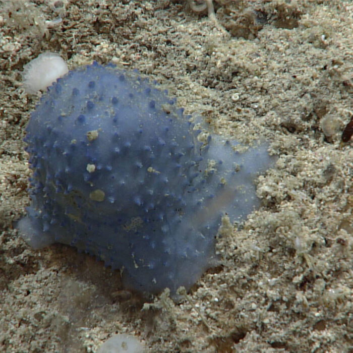 blue goo creature