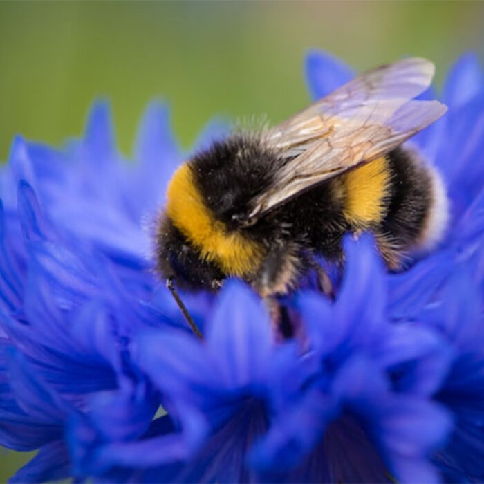 bumblebees on flower