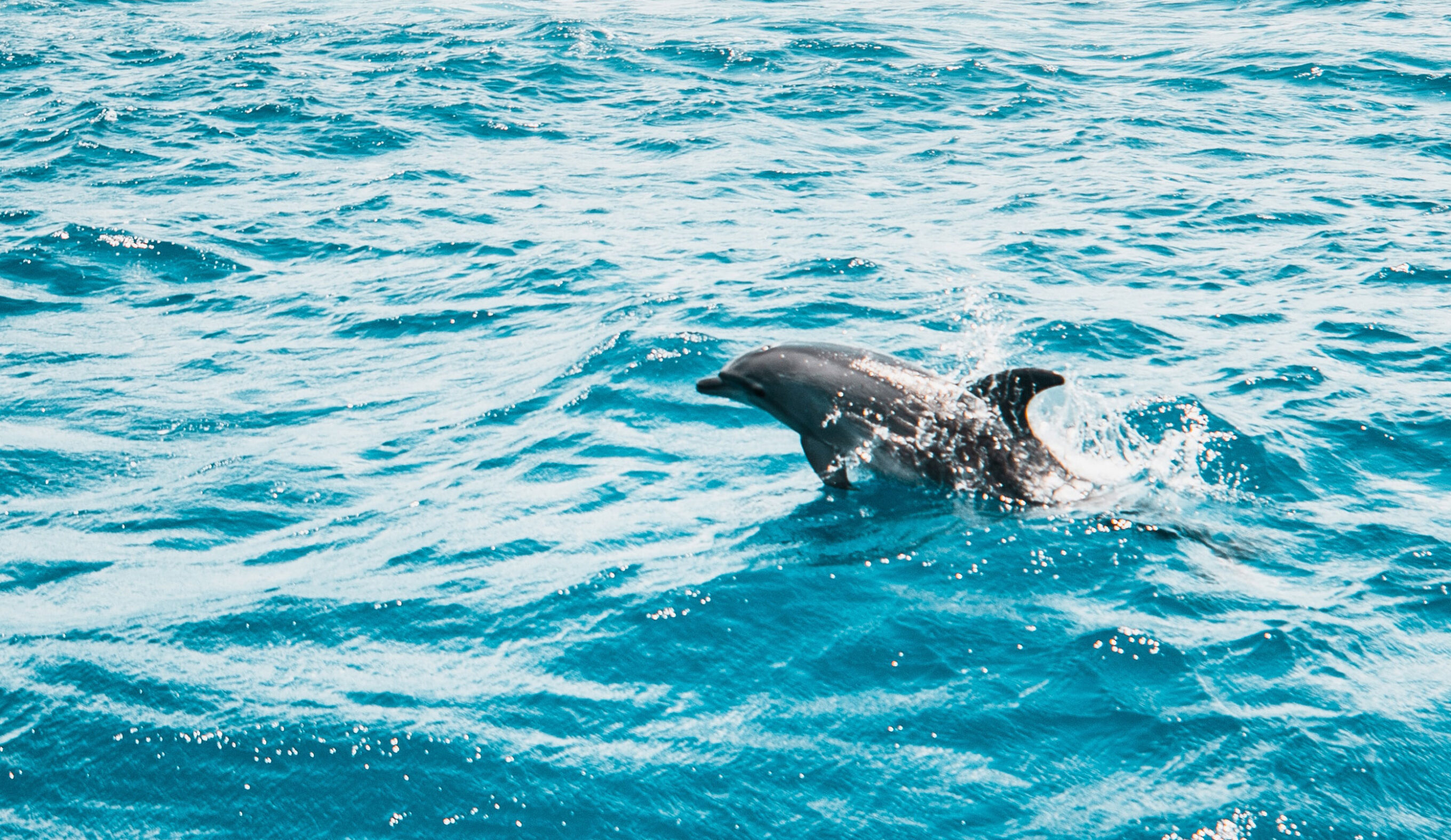 dolphin swimming