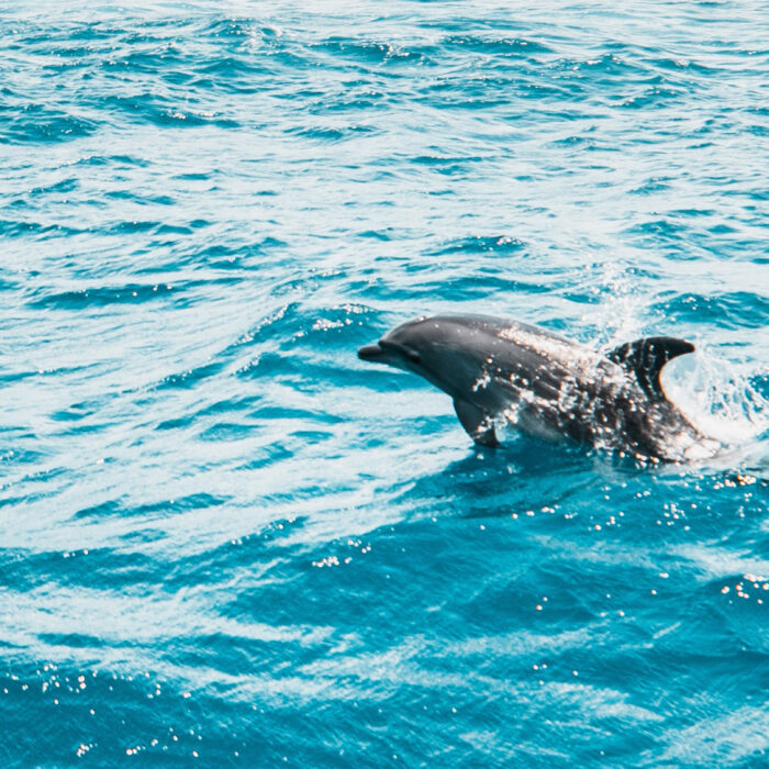 dolphin swimming