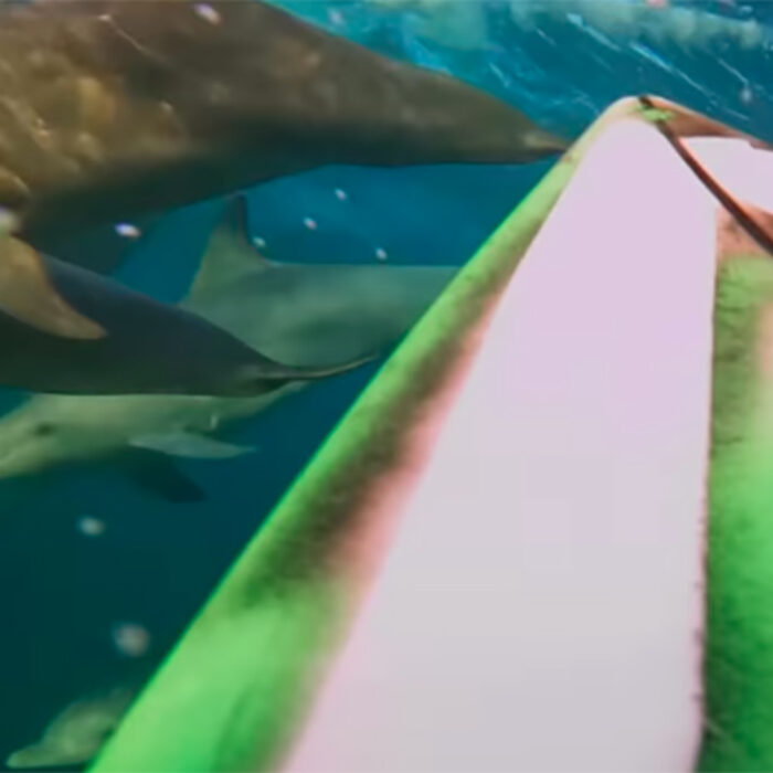 You Have to See Anthony Walsh's View When He Duck Dives