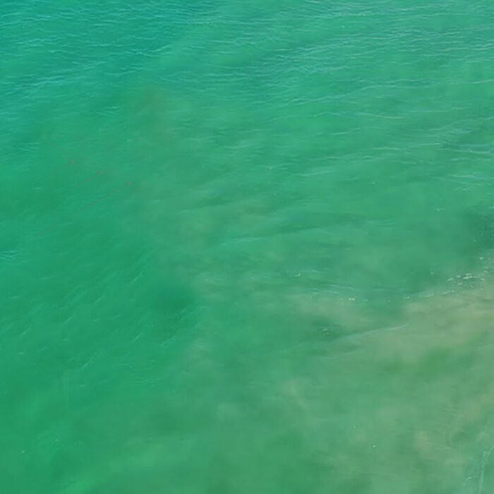 Drone Footage Illustrates How Difficult It Is for Surfers to See Great White Sharks
