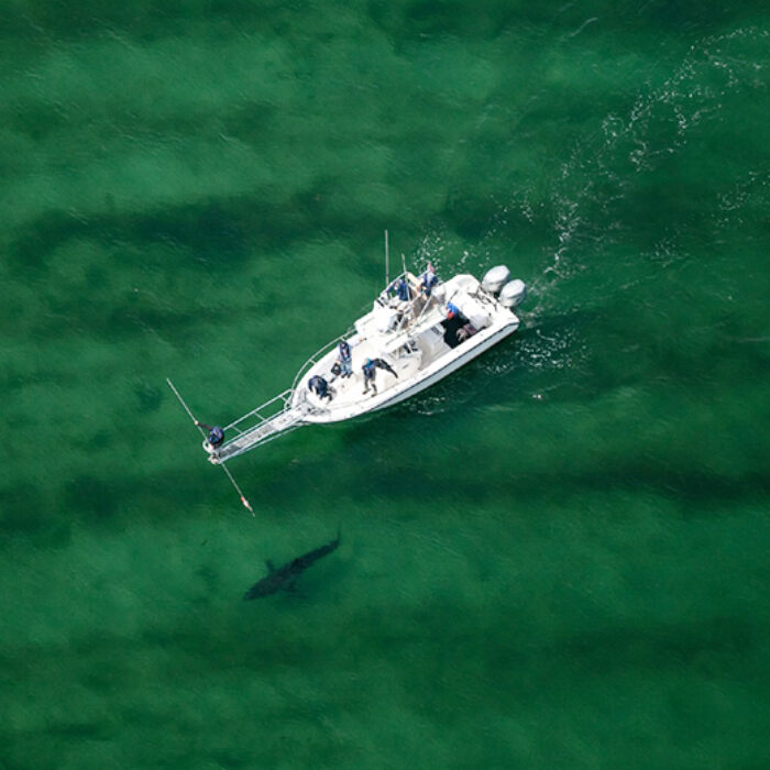 Watch: This Is What Tagging Great White Sharks For Research Looks Like