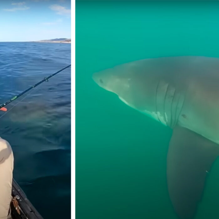 Check Out the Size of This Great White Shark as It Circles a Kayak Fisherman