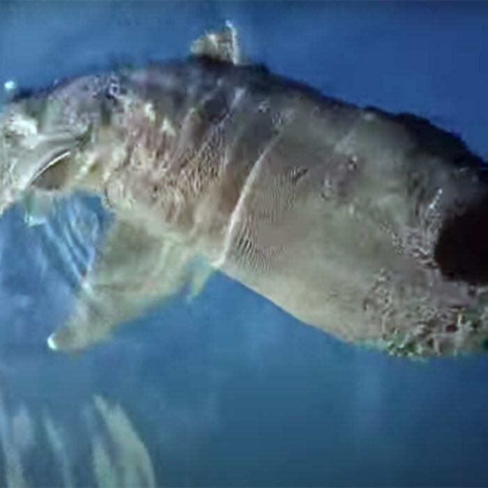 Fishermen reportedly spotted an extremely rare breed of shark 30 miles off the San Diego Coast. A pair of megamouth sharks were caught on camera.