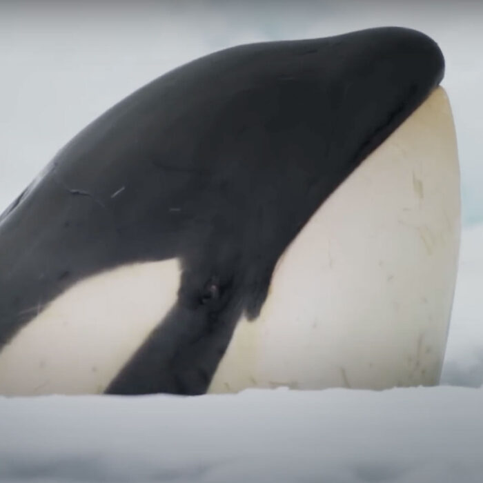 orca hunting in Frozen Planet II