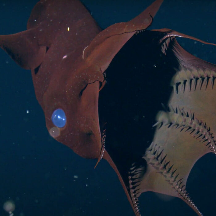 deep sea vampire squid