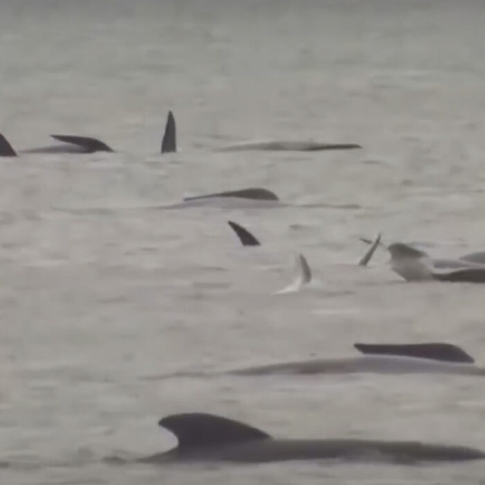 pilot whales in Tasmania