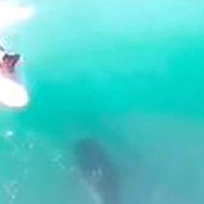 shark spotted among surfers on Oahu
