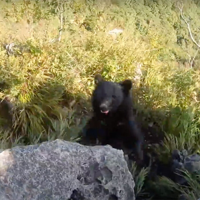 angry bear in Japan