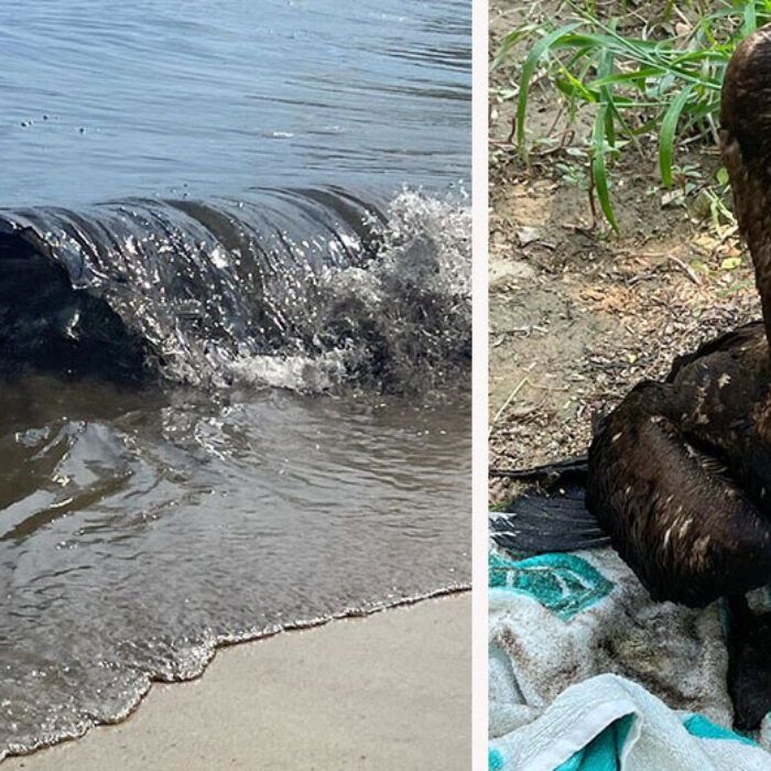 Salina Cruz Oil spill in Conejo