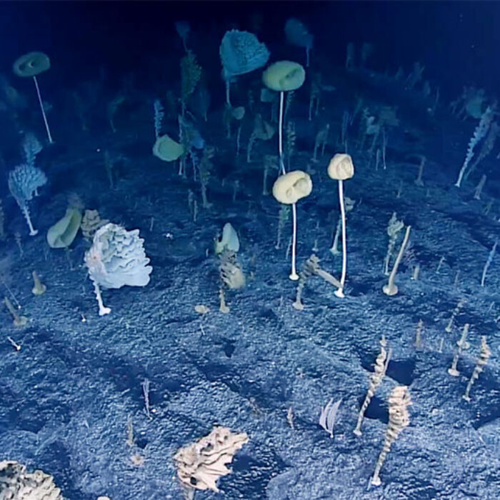 deep sea researchers find Forest of the Weird