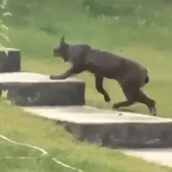 black Canada lynx
