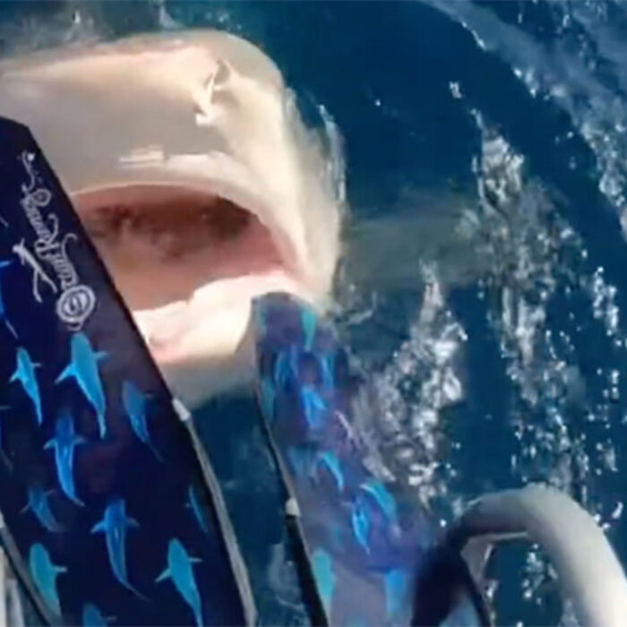 Ocean Ramsey shark diving