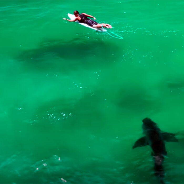 Surfer Talks About Close Encounter With Great White Shark