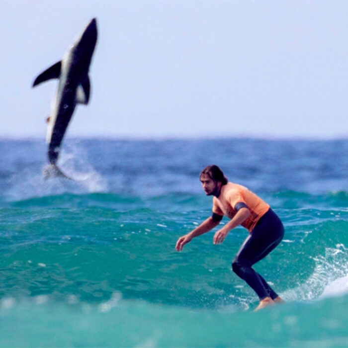 Great White Shark Breaches at San Onofre During Surf Competition