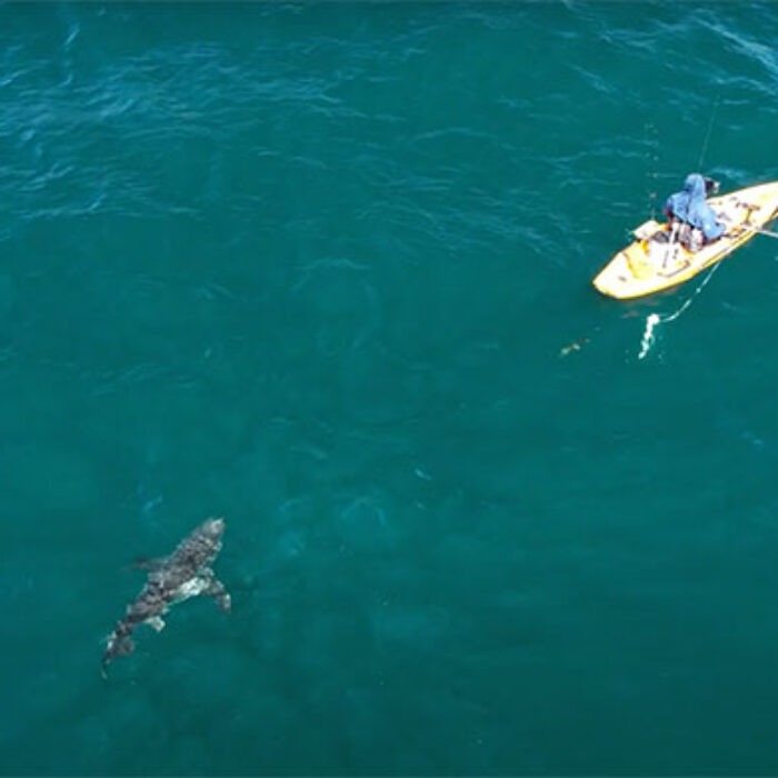 great white sharks by kayakers