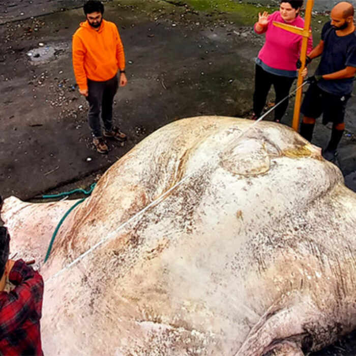 giant sunfish in the Azores