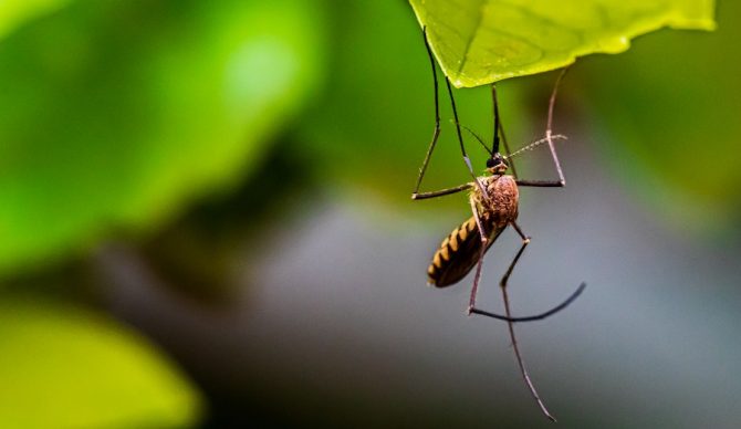 Mosquito hanging from a leaf