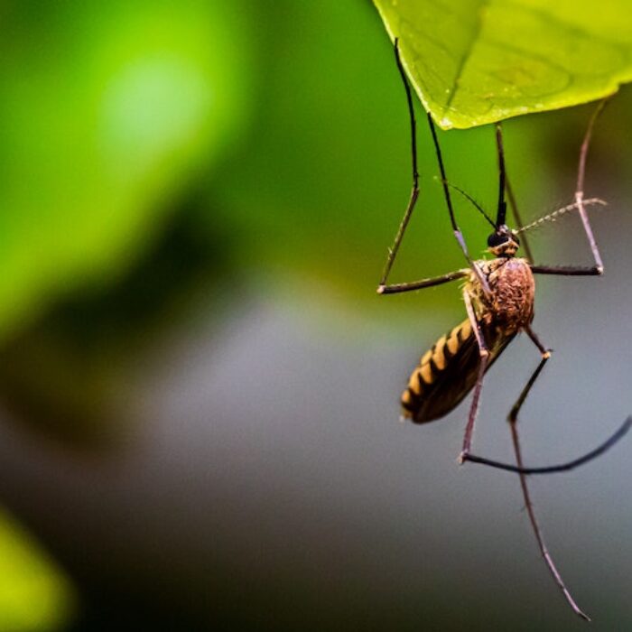 Mosquito hanging from a leaf