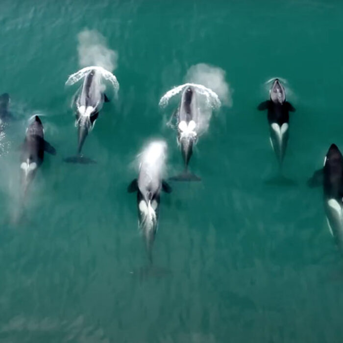 Orca spotted in wild