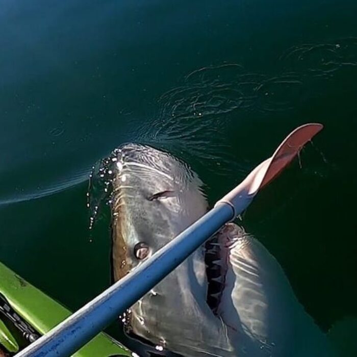 Great White Shark takes a swipe at a kayaker's paddle