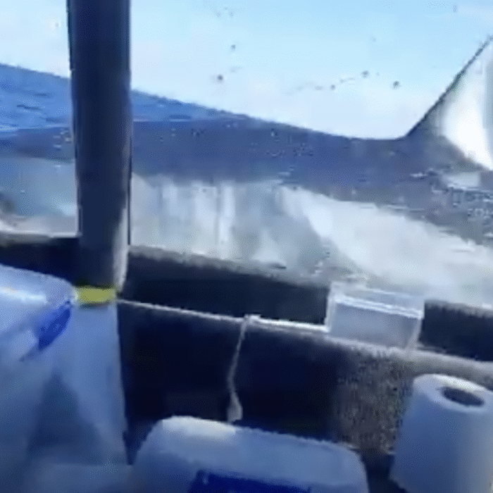 Mako Shark Jumps Onto Boat