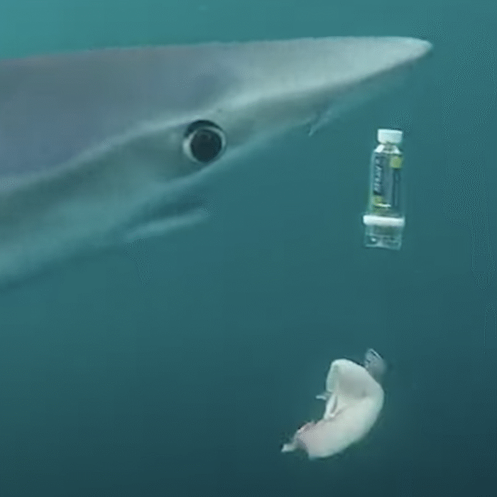sharkguard