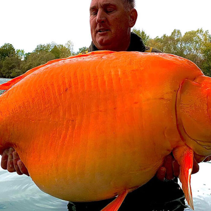 Carrot the Goldfish