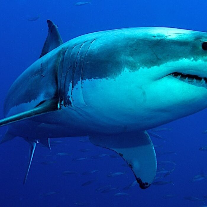 great white shark
