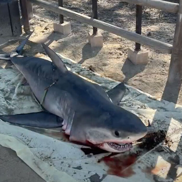 dead great white shark at Torrey Pines, San Diego