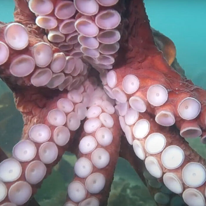 Diver hugged by octopus