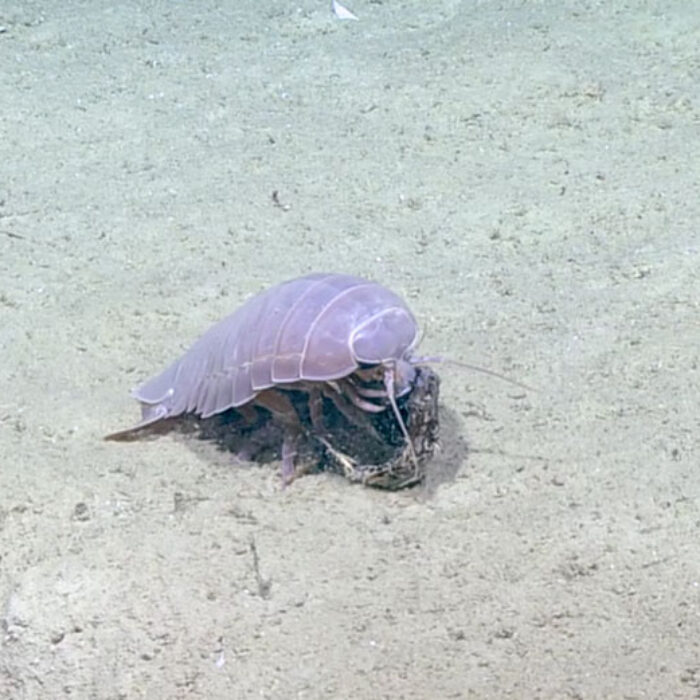 deep sea pill bug