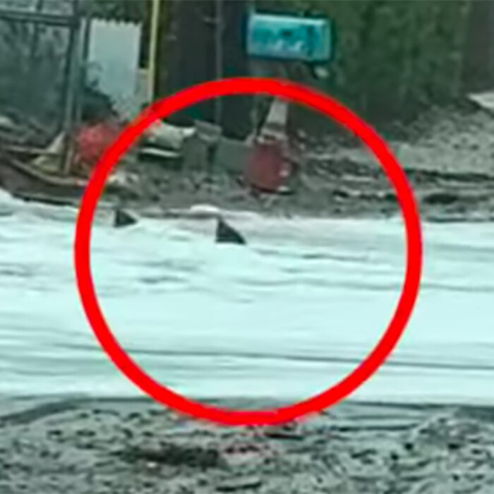 Surf Shop Goes Viral After Posting Video of Possible Sharks Swimming Down Flooded Street