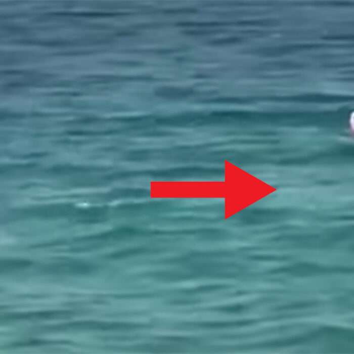 Large Shark Cuts Women Off From Beach In Terrifying Scenario