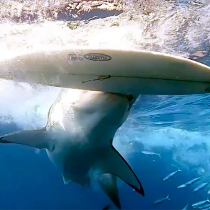 Watch a Great White Shark Take an Exploratory Bite of a Surfboard