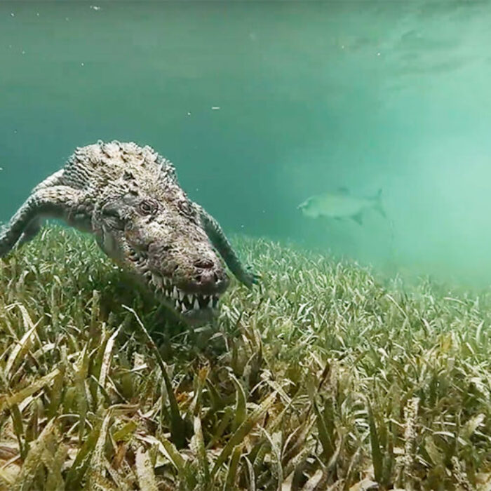 footage of American crocodiles in Mexico