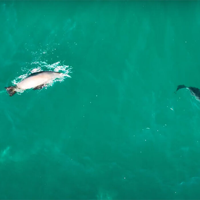drone footage of shark and sea lion