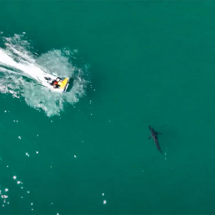 boaters hit great white shark