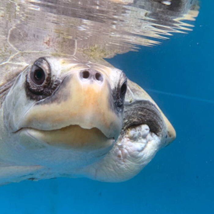 HHeidi the olive ridley sea turtle