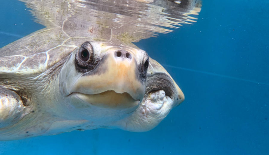 HHeidi the olive ridley sea turtle