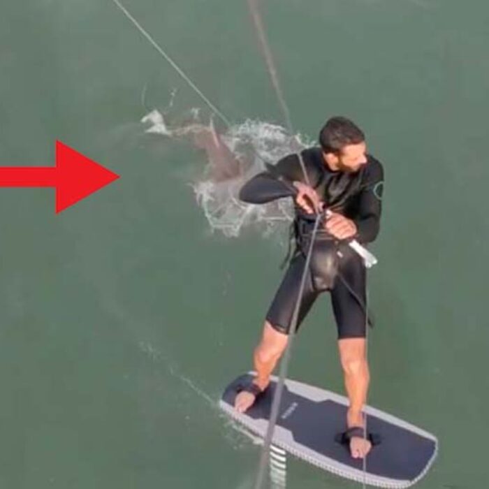 Ever Seen a Shark Sprint After a Kite Foiler? You're About To